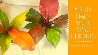 Mccolleys Finale / Prince of Orange Philodendron Plant Care Guide For Beginners