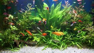 Relaxing aquarium. Красивый аквариум с рыбками