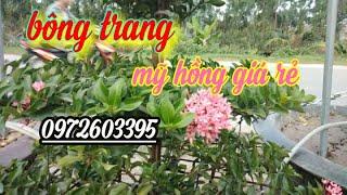 Bông trang mỹ hồng giá rẻ (0972603395) Mê bonsai