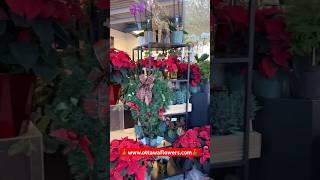 Get Holiday Ready with Ottawa Flowers Inc.! #myottawa #ottawalife #christmasdecor #christmasflowers