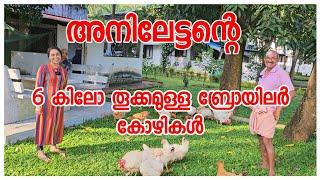 അനിലേട്ടന്റെ കോഴിവളർത്തൽ/Kozhivalarthal /Agriculture/Broiler /Chicken farm/Family vlog/AJU'S WORLD