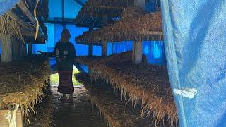 New House 3 Shorts Make straw Mushroom |At Surin Mushroom farm