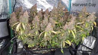 HARVEST DAY - Day 121 - Super Lemon Haze Auto by Green House Seeds - 2x2x3 Mini Tent Grow