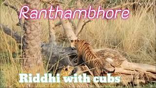 Riddhi Tigress with her baby (Cubs) In Ranthambhore National Park