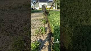 How to Edge Lawn, Edging #howtoedgelawn #edging