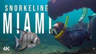 Snorkeling in Biscayne National Park Miami - Secret Location Discovered