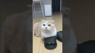 내 슬리퍼 왜 니가 신고있어????? #박왕발 #catshorts
