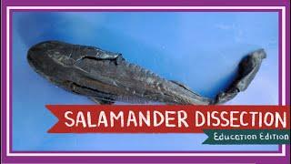 Tiger Salamander Dissection || Amphibian Inhabiting Fire [EDU]