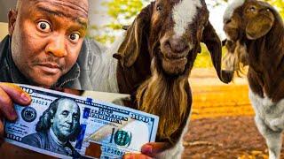 They Make Thousands Of US$ with Goat Farming, Here Is How