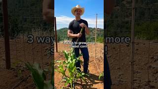 Grow more sweet corn with these three easy tips!