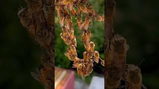 Festooning honeybees #bee #honeycomb