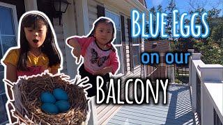 BLUE EGGS on Balcony  //  Cute Tiny Eggs in Nest