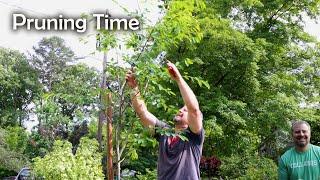 Just Cut It! - Azaleas, Serviceberry, Viburnum, Camellia