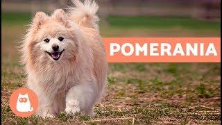 Volpino di Pomerania: storia e caratteristiche – Cani PICCOLI adorabili!