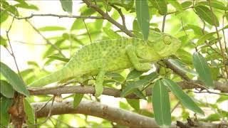 Chameleon#Kachchh#Ritesh Pokar