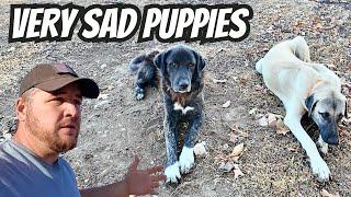 Guard Dog Has Run Away Again | This Is Causing A Huge Issue!