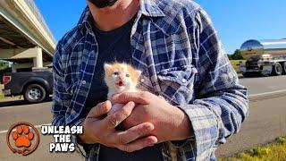 We Almost Didn’t Stop for This Tiny Kitten—But I’m So Glad We Did!