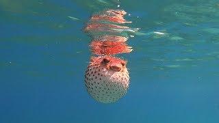 Blowfish. Red sea. Jordan Иглобрюх. Красное море. Иордания докафильм