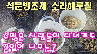 석문방조제 많은 사람들이 다녀가도 끝없이 소라가 나오는곳