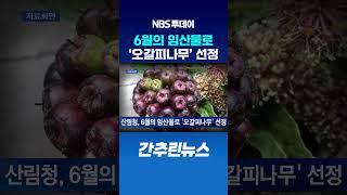 산림청, 6월의 임산물로 ‘오갈피나무’ 선정