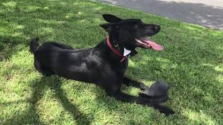 Epic Dog Pro and Epic Dog Olaf working around daily distractions like 2 small dogs pulling to say Hi