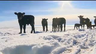 Montana Ag: Winter makes calving season difficult