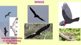 BEGINNER BIRD IDENTIFICATION: RAPTORS