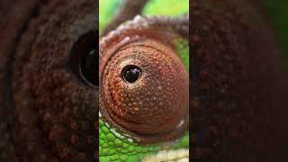 lizard #discovery  channel #shorts  #science  #nature  #discovery