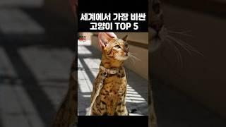 세계에서 가장 비싼 고양이 TOP5 #나만없어고양이 #고양이