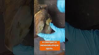 Строение рогового чехла КРС #ветеринар #корова #копыта #сельскоехозяйство #ферма #hooftrimming #крс