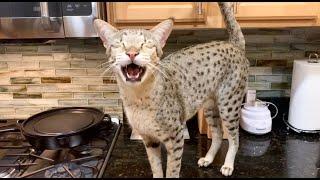 Big Savannah Cat Has The Cutest Meows/ Cat Meow/ Cute Cat Video