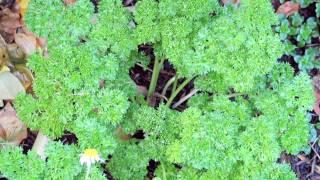 Food Storage Tips : How to Store Fresh Parsley