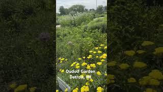 Oudolf Garden Visit #3 #ihavethisthingwithplants #oudolfgarden #gardenvisit