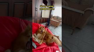 А ворона Фара караулитAnd Fara the crow is on guard#животные#собака#шпиц#птицы#ворона
