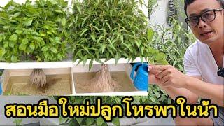 สอนมือใหม่ปลูกโหระพาในน้ำอย่างละเอียด /How to grow Sweet Basil in water?