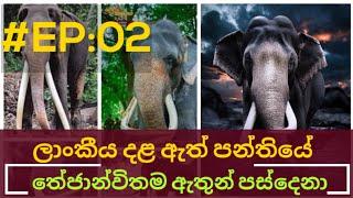 ශ්‍රී දළදා මාළිගාවේ හස්ති රාජ වංශ කතාව | maligawa ath panthiya | nadungamuwe raja | lowa wata