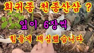 잎장이 22엽인 희귀종 4구 산삼 #산삼