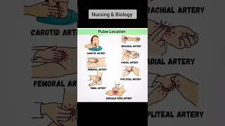 7 Pulse locations in human body #pulse #nurse #dr #anesthetic #anatomy #arteries