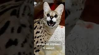  КОТОМАКСИМУМ: СЕРВАЛ ШИПИТ КАК ПРОБИТОЕ КОЛЕСО #cat #сервал #видосыоткота