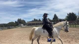 Saddle Gait/ Slow Rack - Teaching TWH to Saddle Gait -Minnie- Gaited Horse Training