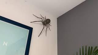 Araignée énorme dans une maison