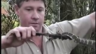 Steve Irwin with a Northern Pacific Rattlesnake at Brads World Reptiles