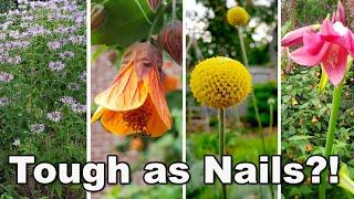 15 Easy to Grow at home Perennial Plants + survived heat, drought, + neglect in humid zone 8 garden