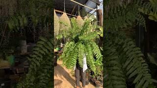 Big Fern #ferns #plants #nature #trending #shorts #youtubeshorts #ytshorts #viral #video #vlog #yt