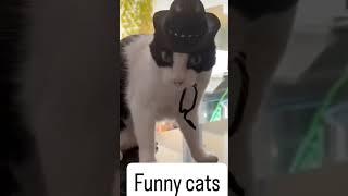 #cats #comedy #shorts