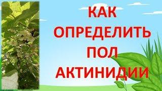 Как определить пол актинидии по цветку. Отличия женского и мужского растения актинидии. Актинидия.