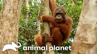 Chen Chen's Wildest Moments From Season 2 | Orangutan Island | Animal Planet