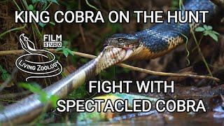 Deadly venomous King cobra on the hunt, vs. Spectacled cobra and Malabar pit viper, Indian snakes