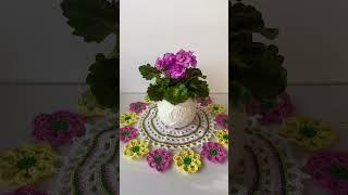 Фиалка АВ-Маленькая принцесса #цветы #flowers #сад #фиалка #сенполия #фиалки