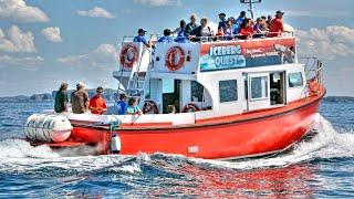 Whale Watching Tour | Iceberg Quest | St.John's | Newfoundland